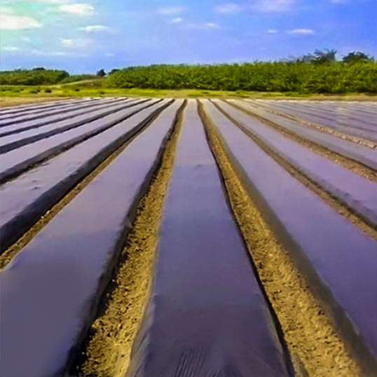 image des films de paillage